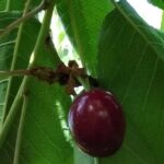 Cerise