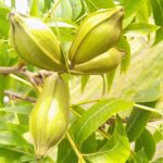 Pecan