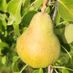 poire