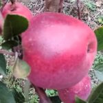 pomme